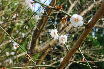 梅花