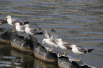海鸥黑尾鸥海洋动物嬉戏觅食飞翔
