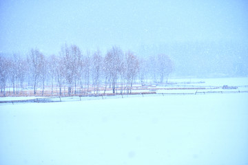 奥林匹克森林公园雪景