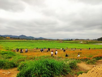 花卉基地