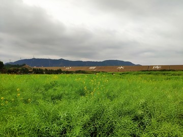 油菜田地