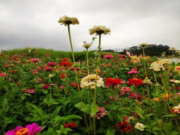 花卉培育