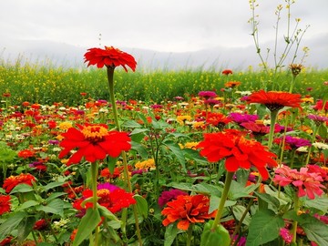 鲜花基地