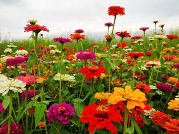 鲜花背景