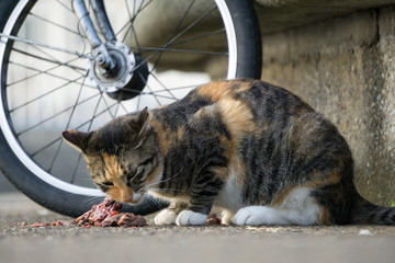 小猫进食