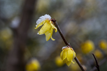 腊梅花