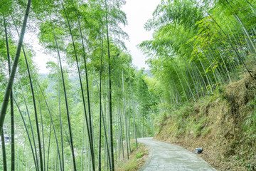 竹子竹林竹海