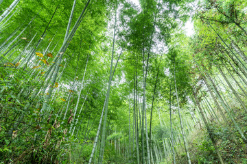 竹子竹林竹海