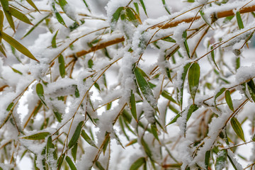 绿竹积雪