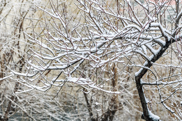 雪淞