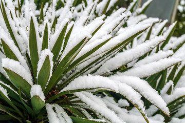 雪中剑麻