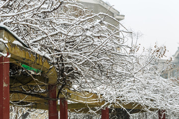 雪淞