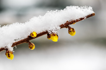 冰雪腊梅