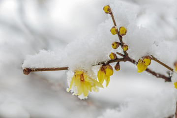 冰雪腊梅