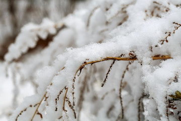 雪淞