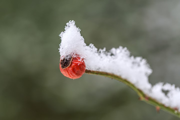 雪中红果