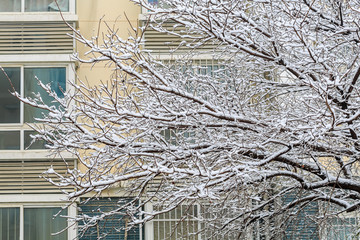 雪淞