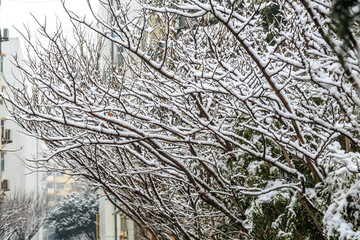 雪淞