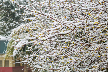 腊梅雪淞