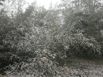 雪后的小公园