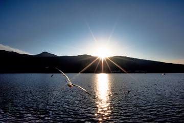 滇池夕阳光芒中飞翔的海鸥