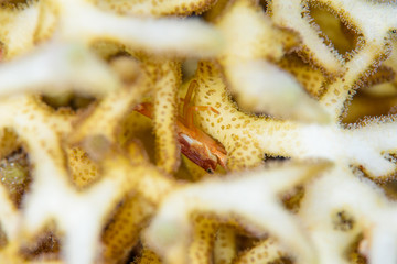 珊瑚蟹