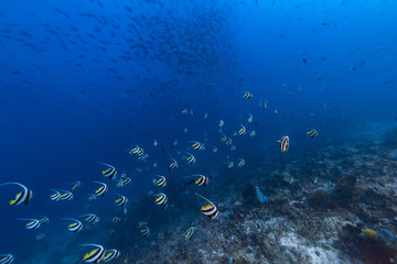 海洋鱼群