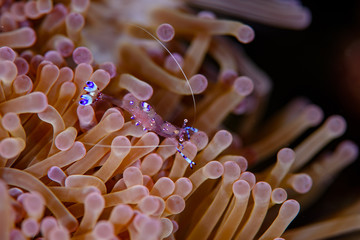 海葵里的虾