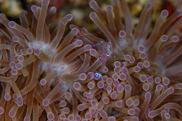 海葵里的虾