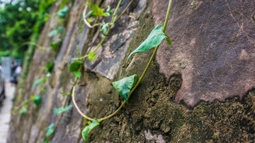 绿植爬山虎