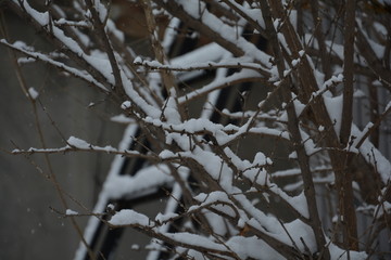 雪中树枝