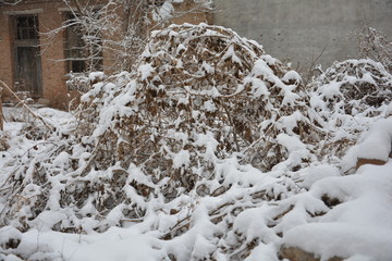 雪景