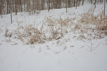 雪地枯草