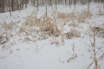 雪地干草