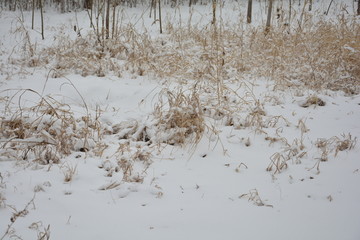 雪中枯草