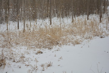 雪中枯草