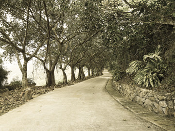 乡村道路