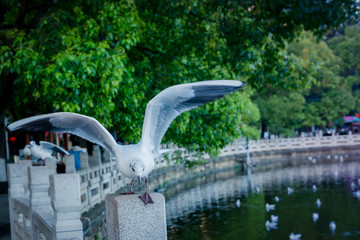 翠湖公园红嘴鸥