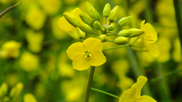 油菜花