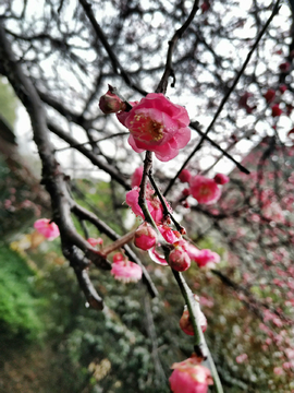 杏梅花