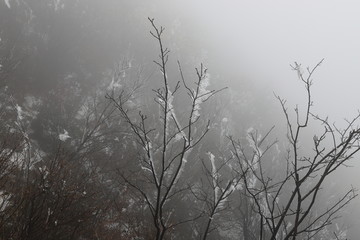 树枝上的冰雪