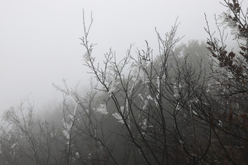 树枝上的冰雪