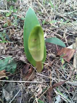 花苞 绿叶