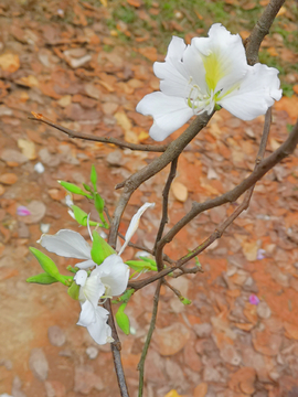 红花羊蹄马甲