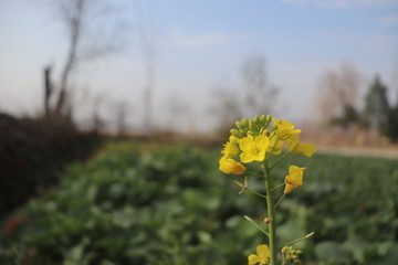 油菜花