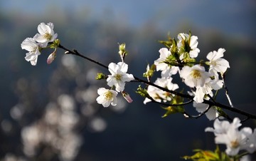 新丰樱花峪