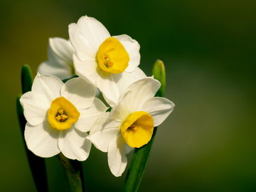 水仙花