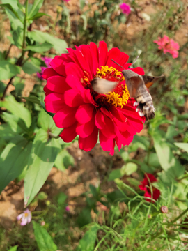 蜂鸟与花