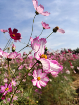 格桑花