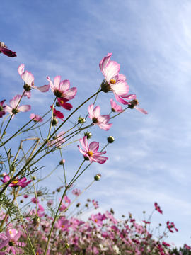 格桑花